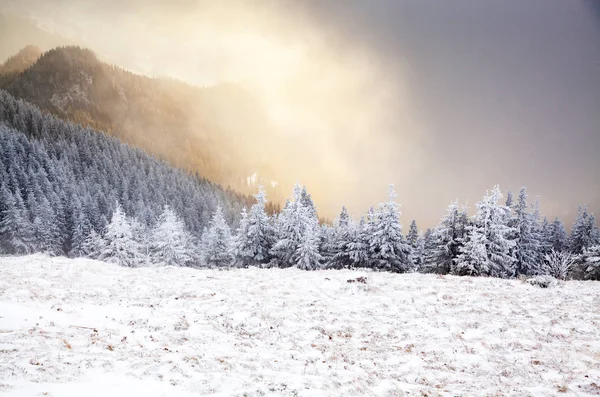 Téli Táj Havas Fenyőfákkal Hegyekben — Stock Fotó