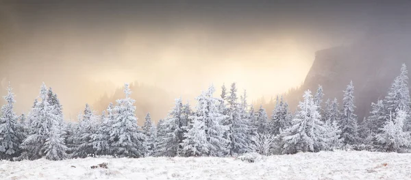 冬天的风景 山上长满了白雪的冷杉 — 图库照片