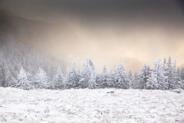 山の中に雪のモミの木がある冬の風景 — ストック写真