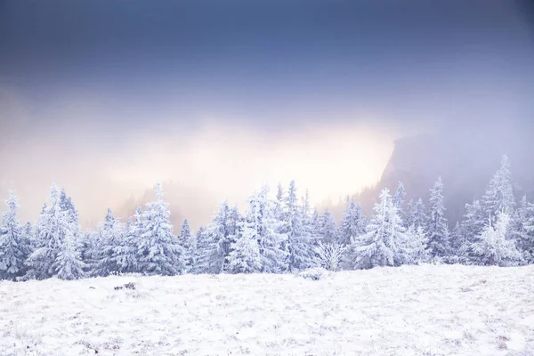 Téli Táj Havas Fenyőfákkal Hegyekben — Stock Fotó