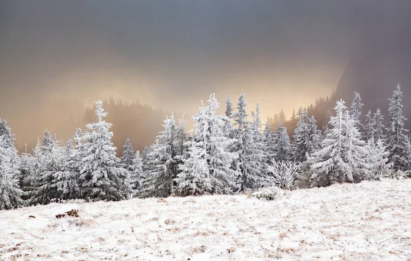 Winter Landscape Snowy Fir Trees Mountains — Stock Photo, Image