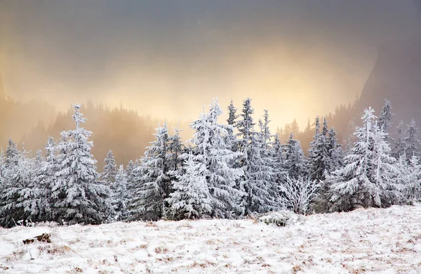 山の中に雪のモミの木がある冬の風景 — ストック写真