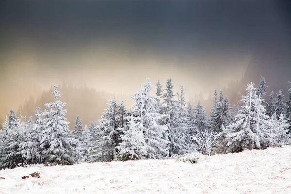 Winter Landscape Snowy Fir Trees Mountains — Stock Photo, Image