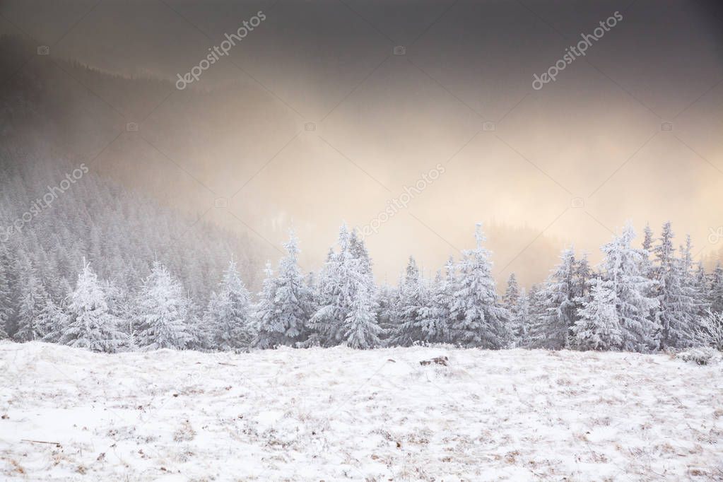 winter landscape with snowy fir trees in the mountains