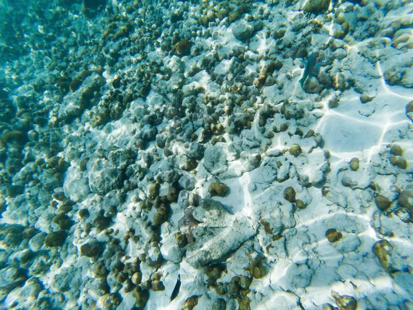 Vida marina submarina en los arrecifes de coral — Foto de Stock