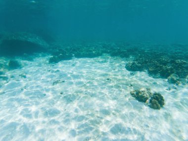 Mercan resiflerinde sualtı yaşamı