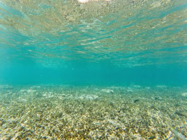 Mercan resiflerinde sualtı yaşamı