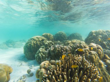 Mercan resiflerinde sualtı yaşamı
