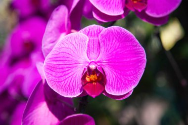 tropikal bir bahçede güzel orkide