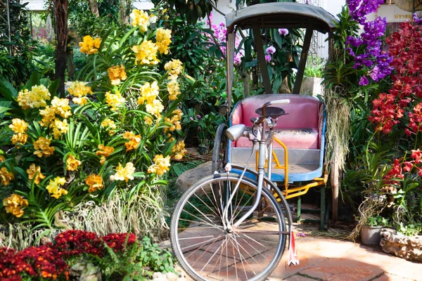 Belle orchidee in un giardino tropicale — Foto Stock