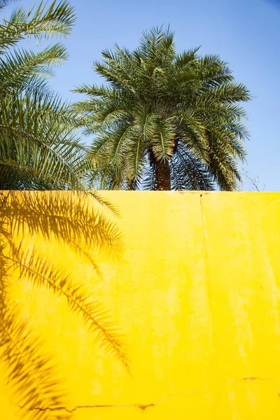 Ombra di palma su una parete gialla - sfondo estivo — Foto Stock