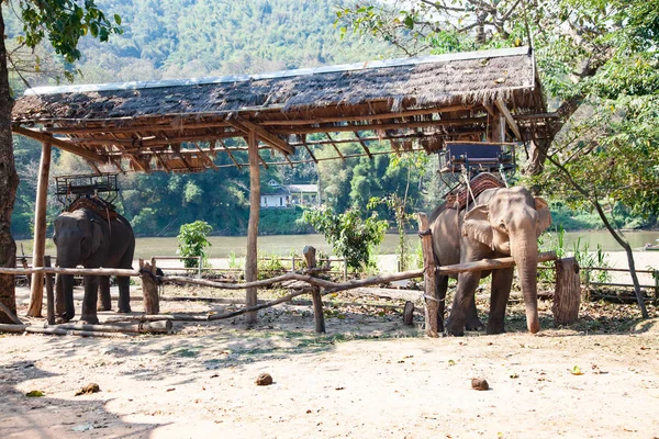 elephants being held captive in an elephant camp  Chiang Mai