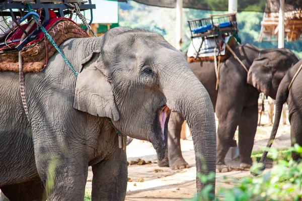 象のキャンプのチェンマイに囚われている象 — ストック写真