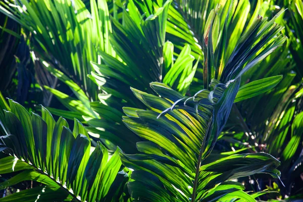 Grönskande bakgrund av tropiska löv — Stockfoto