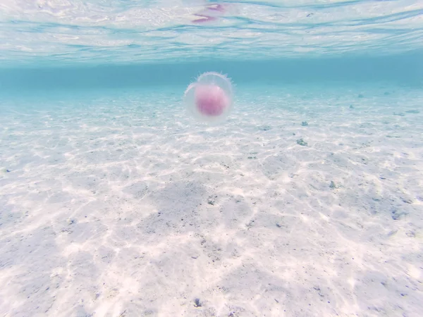 Jellyfish in Andaman sea — Stock Photo, Image