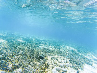 arka plan tropikal mavi okyanus sualtı-lüks