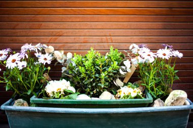 ahşap bir arka plan üzerinde bir tencerede taze çiçekler