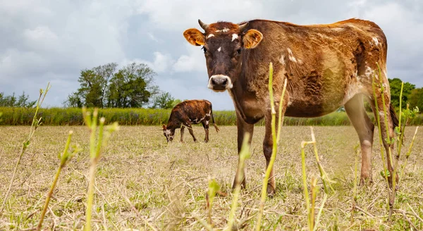 Vaches dans un champ - animaux de ferme en bonne santé — Photo