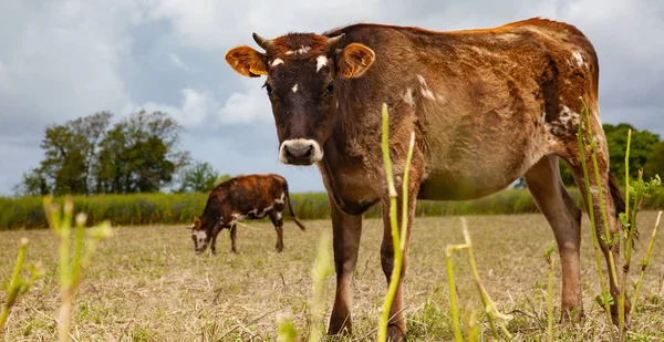 Vaches dans un champ - animaux de ferme en bonne santé — Photo