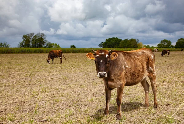 Koeien op een akker-gezonde boerderij dieren — Stockfoto