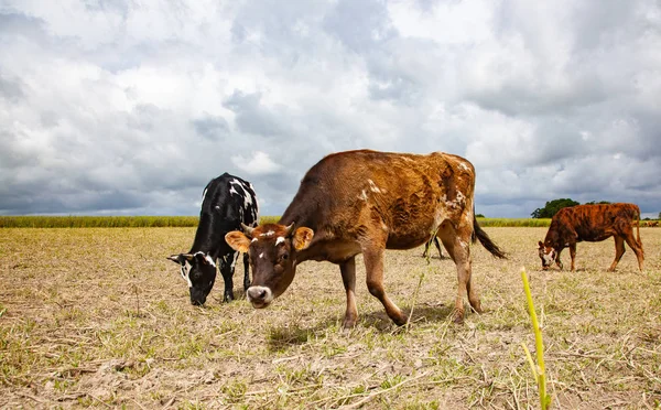 Krávy na poli zdravých hospodářských zvířat — Stock fotografie
