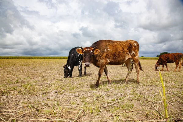 Vaches dans un champ - animaux de ferme en bonne santé — Photo