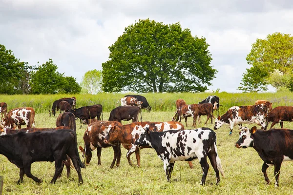 Vacas en un campo - animales de granja sanos —  Fotos de Stock