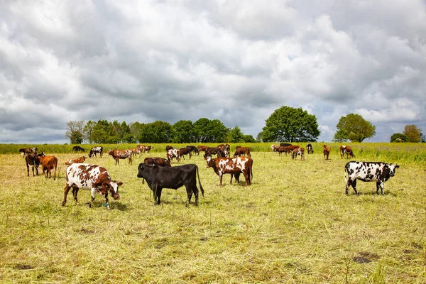 Krávy na poli zdravých hospodářských zvířat — Stock fotografie