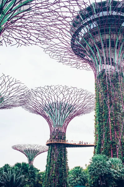 SINGAPORE, SINGAPORE - MARCH 2019:Supertree Grove & OCBC Skyway — Stock Photo, Image