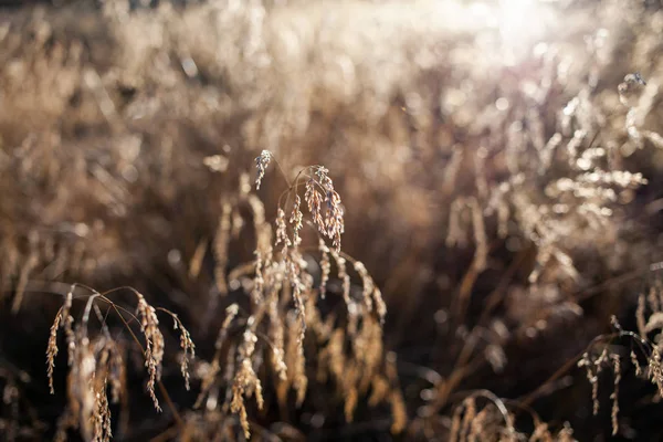 Hierba seca larga en la luz cálida de la noche en otoño —  Fotos de Stock