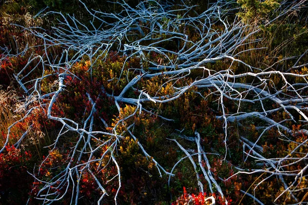 나무 뿌리와 식물의 추상적 인 배경 - 따뜻한 색상 — 스톡 사진