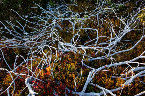 나무 뿌리와 식물의 추상적 인 배경 - 따뜻한 색상 — 스톡 사진