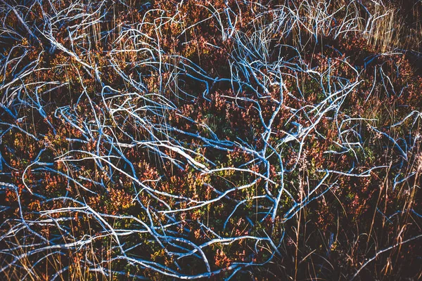 Abstracte achtergrond van boomwortels en vegetatie-warme kleuren — Stockfoto