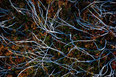 ağaç kökleri ve bitki örtüsü soyut arka plan - sıcak renkler