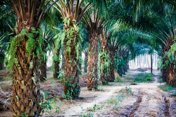 Row of palm trees plantation — Stock Photo, Image