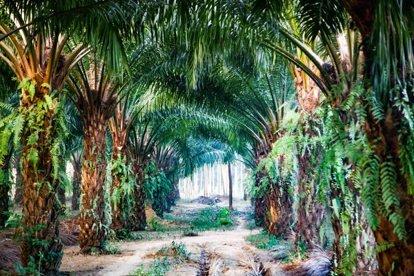 Fila di palme piantagione — Foto Stock