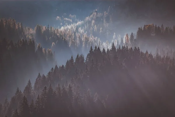 Bosque Pino Brumoso Con Espesa Niebla Rayos Sol Brillando Través — Foto de Stock