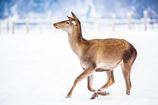 Rådjur Naturlig Livsmiljö Vinterdag — Stockfoto
