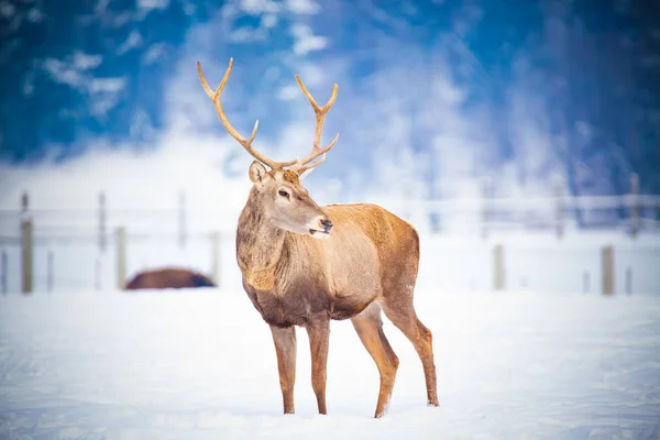 冬季生活在自然栖息地的高贵鹿公 — 图库照片
