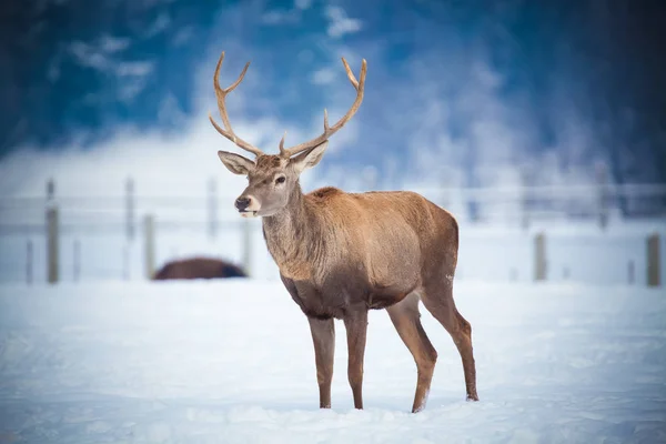 Venado Noble Macho Hábitat Natural Día Invierno — Foto de Stock