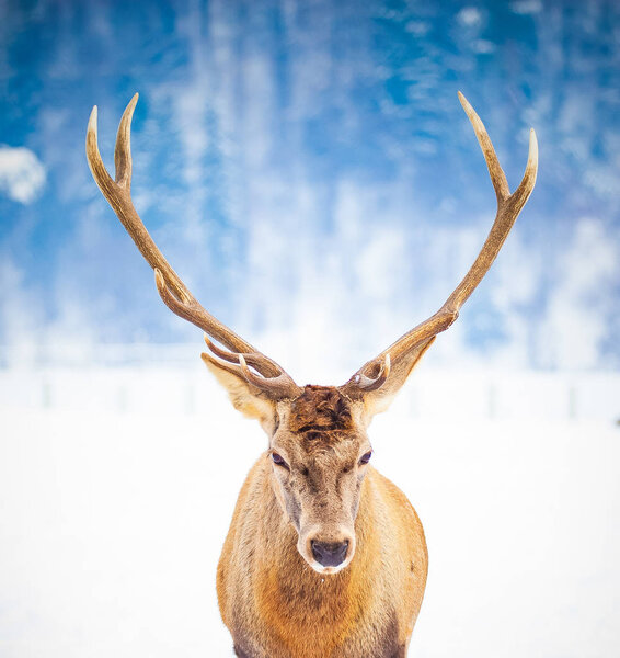 noble deer male in natural habitat at winter day