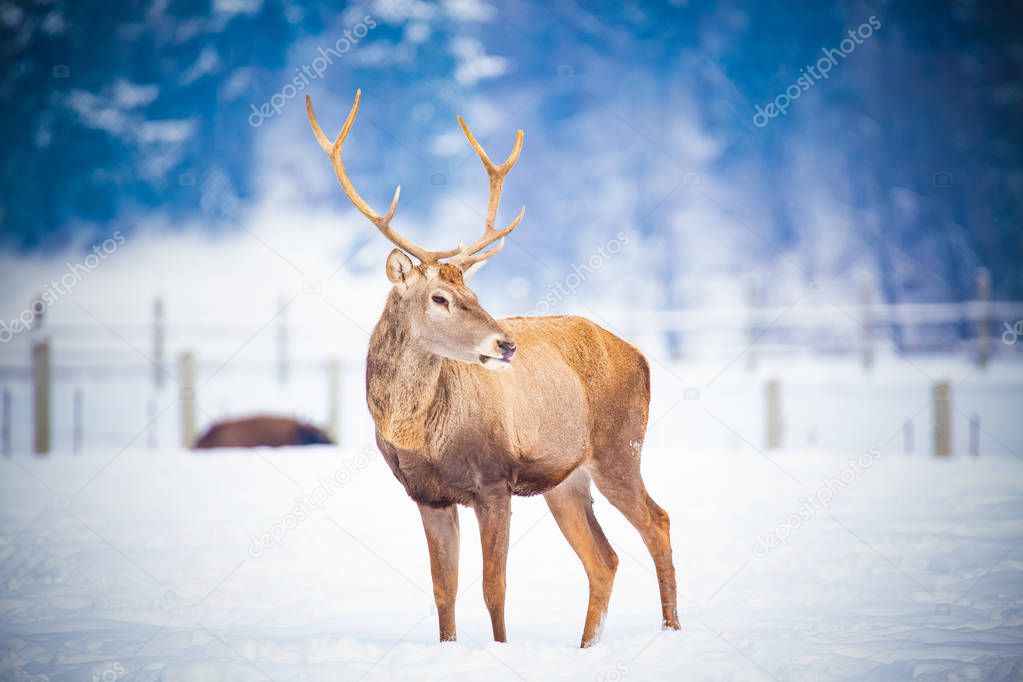 noble deer male in natural habitat at winter day