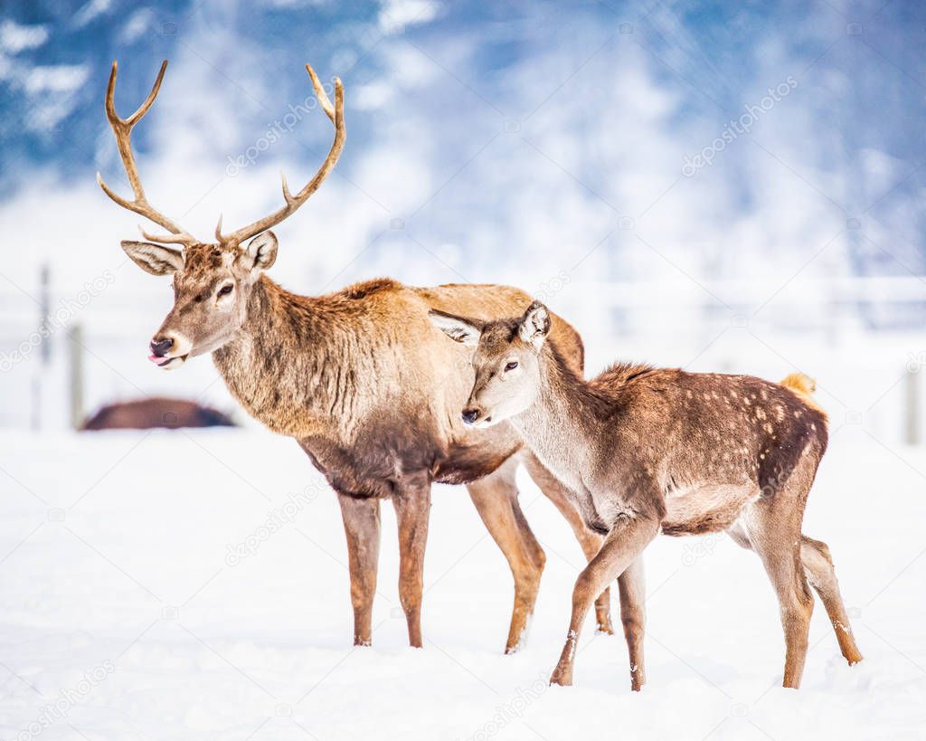 roe deer and noble deer in natural habitat at winter day