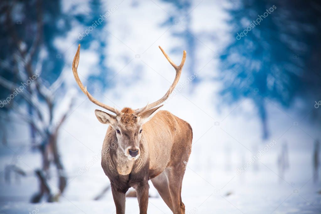 noble deer male in natural habitat at winter day