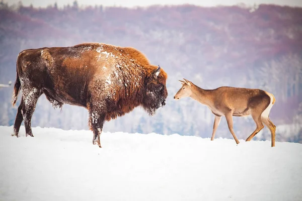 Bisonte Europeo Ciervos Hábitat Natural Día Invierno — Foto de Stock