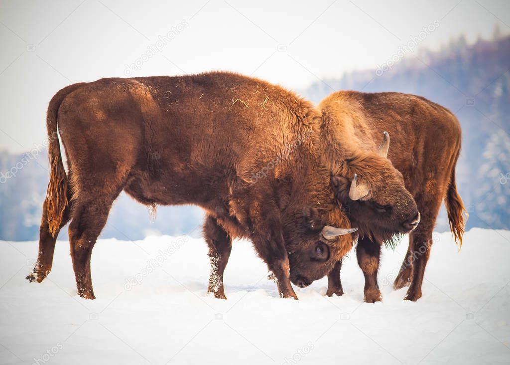 european bison fighting in natural habitat at winter day