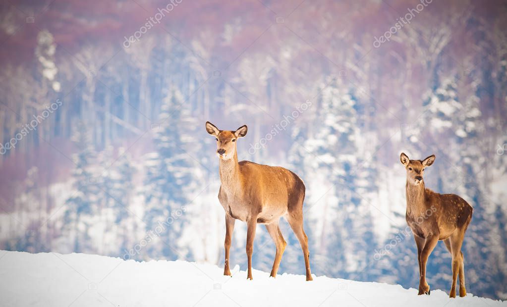 roe deer in natural habitat at winter day