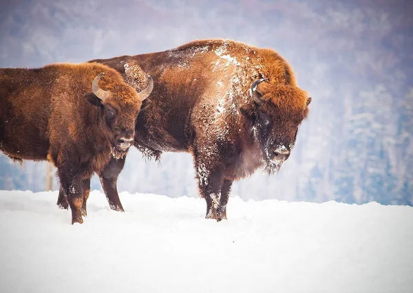 european bison in natural habitat at winter day