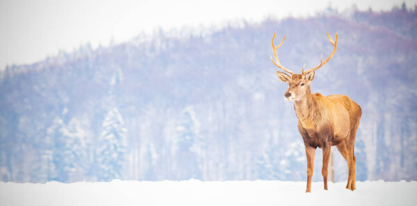 noble deer male in winter snow on forest background 