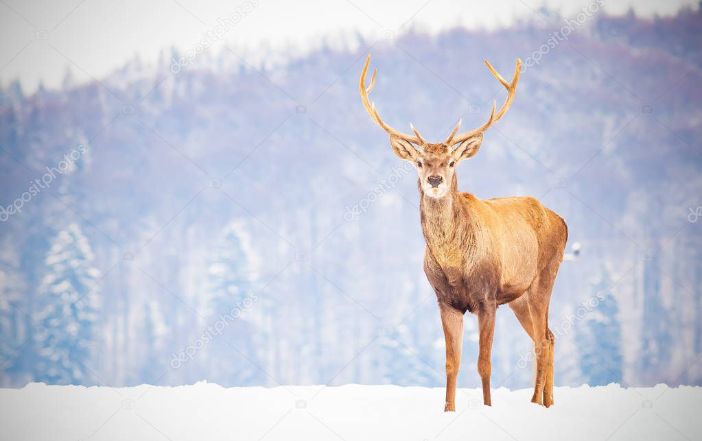 noble deer male in winter snow on forest background